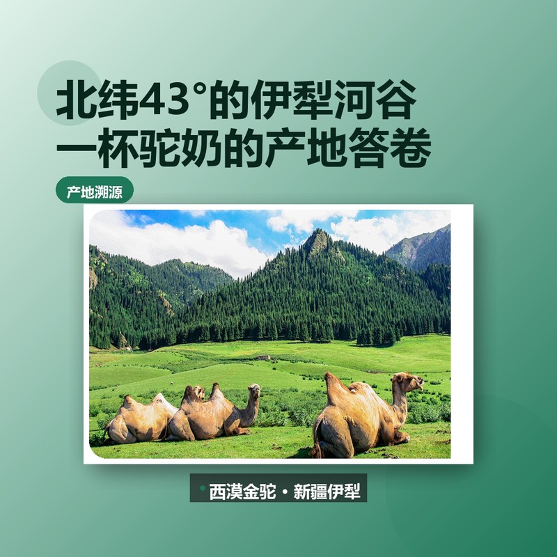 北纬43°的伊犁河谷：一杯驼奶的产地答卷