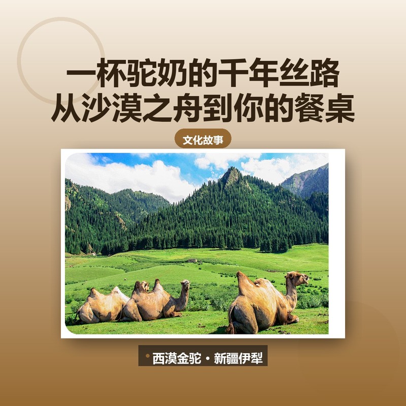 一杯驼奶的千年丝路：从沙漠之舟到你的餐桌